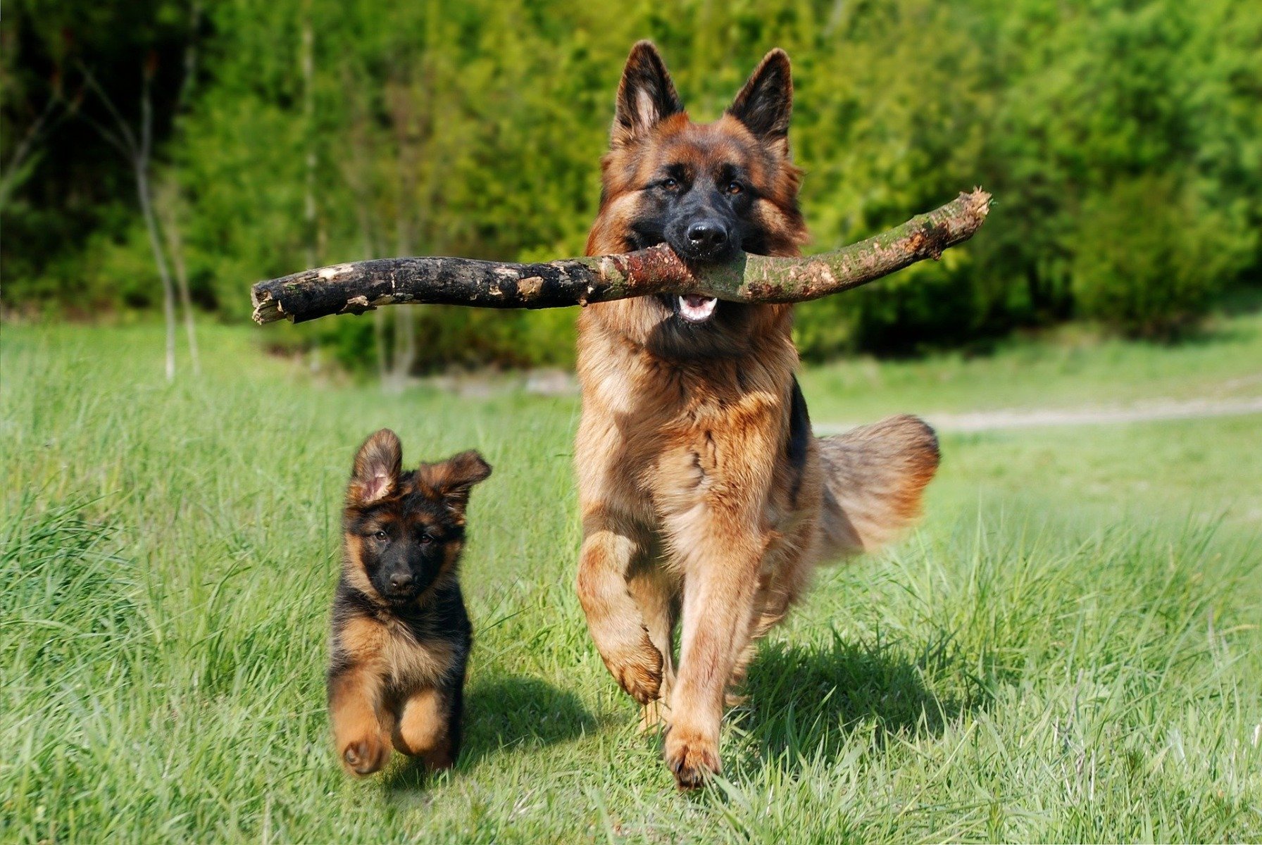 Altdeutscher Schäferhund mit Welpe