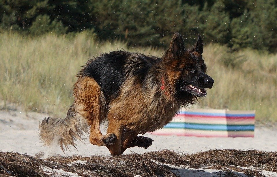 Altdeutscher Schäferhund beim rennen