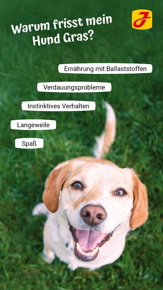 Warum frisst mein Hund Gras? ➤ Jetzt