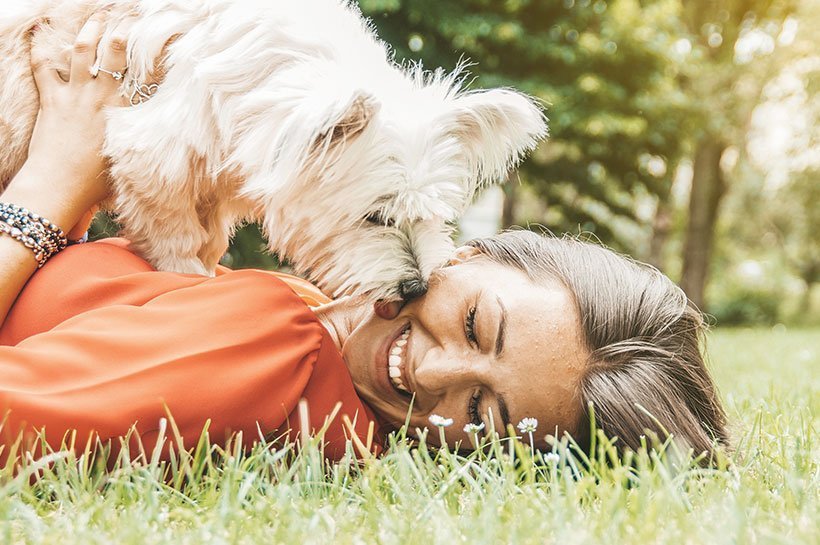 Weißer Hund schleckt Gesicht vom Frauchen ab