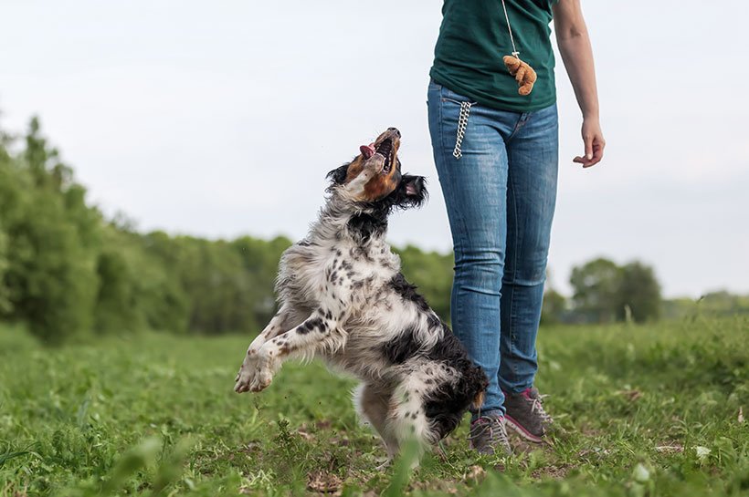 Hund und Frau spielen auf einer Wiese.  