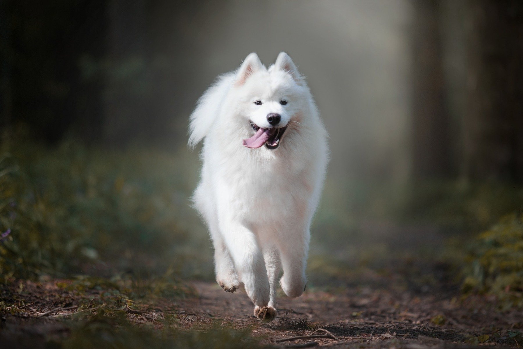 Hund mit hohem Bewegungsdrang