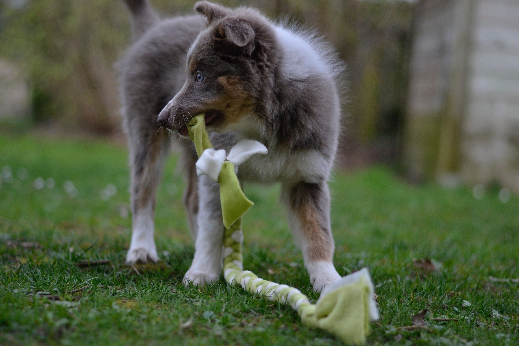 Aussie-Welpe mit selbstgebasteltem Hundespielzeug im Maul