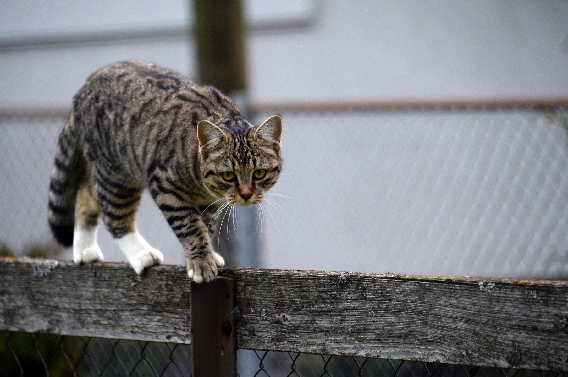 Graugetigerte Katze balanciert über einen Zaun