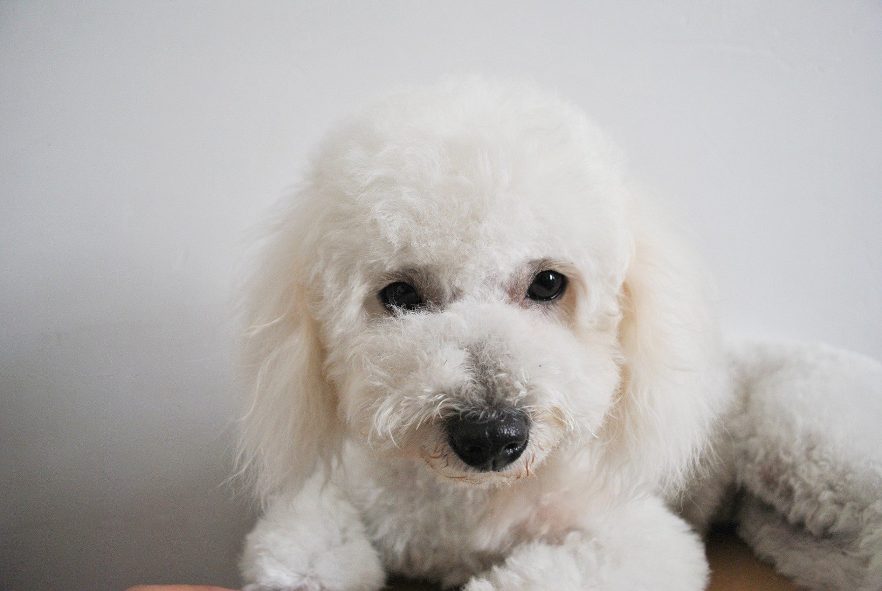 Kleiner weißer Hund mit Locken  