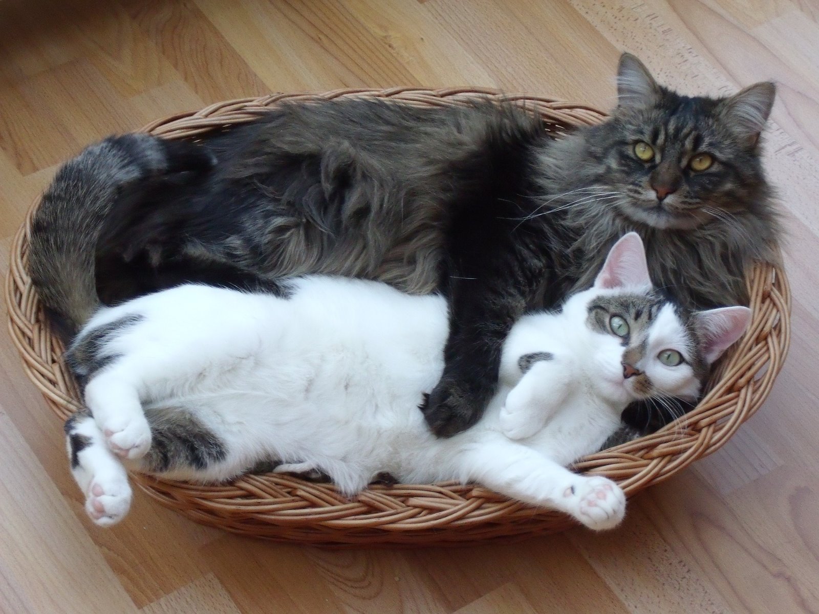 Eine Maine Coon und eine andere Katze liegen gemeinsam im Korb