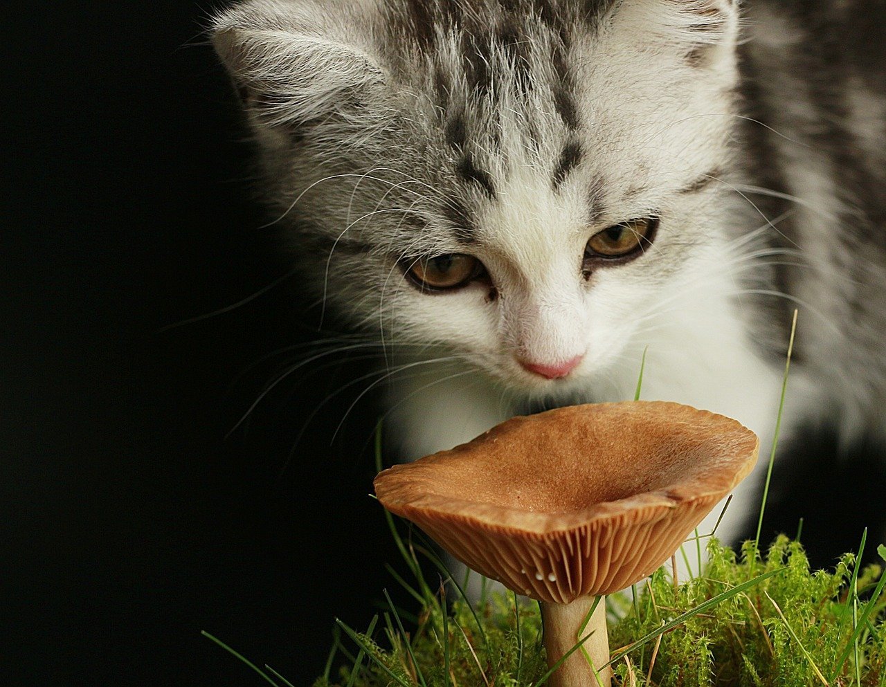 Junge Katze sitzt im Gras und schnuppert an einem Pilz