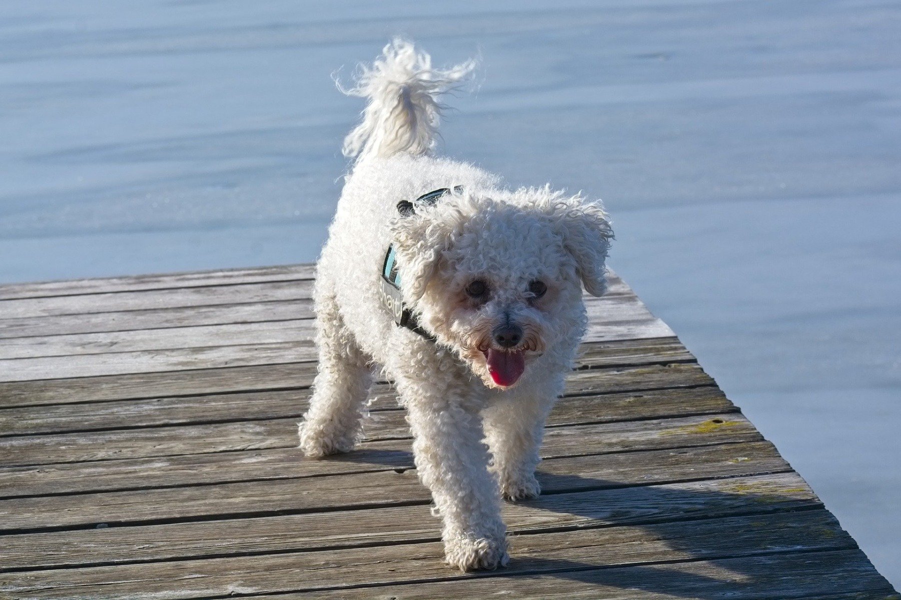 Kleiner weißer Hund auf einem Steg am Wasser  