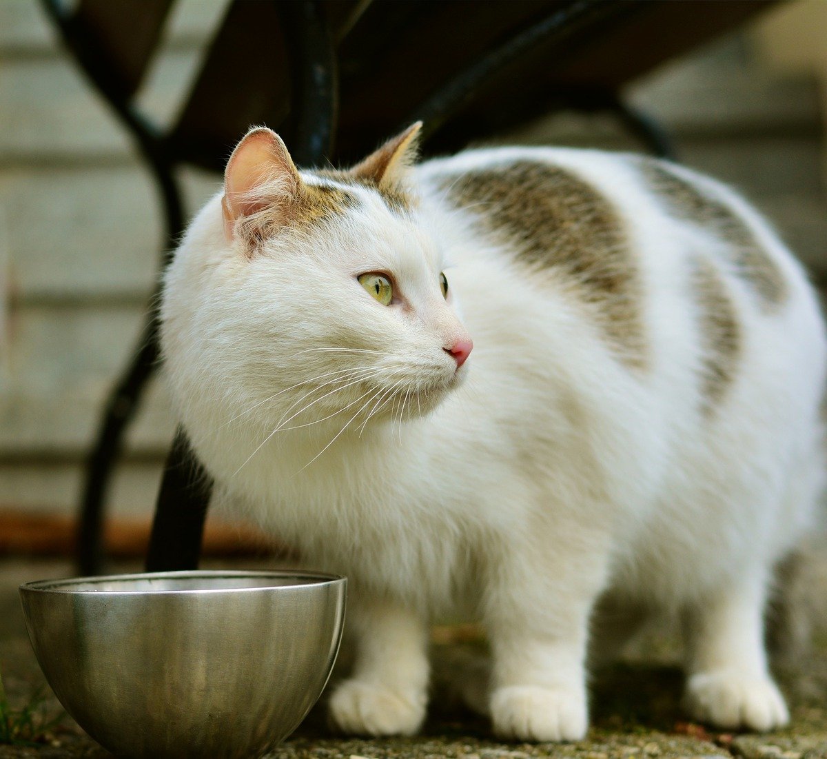 Weißgraue Katze steht neben einer Futterschüssel