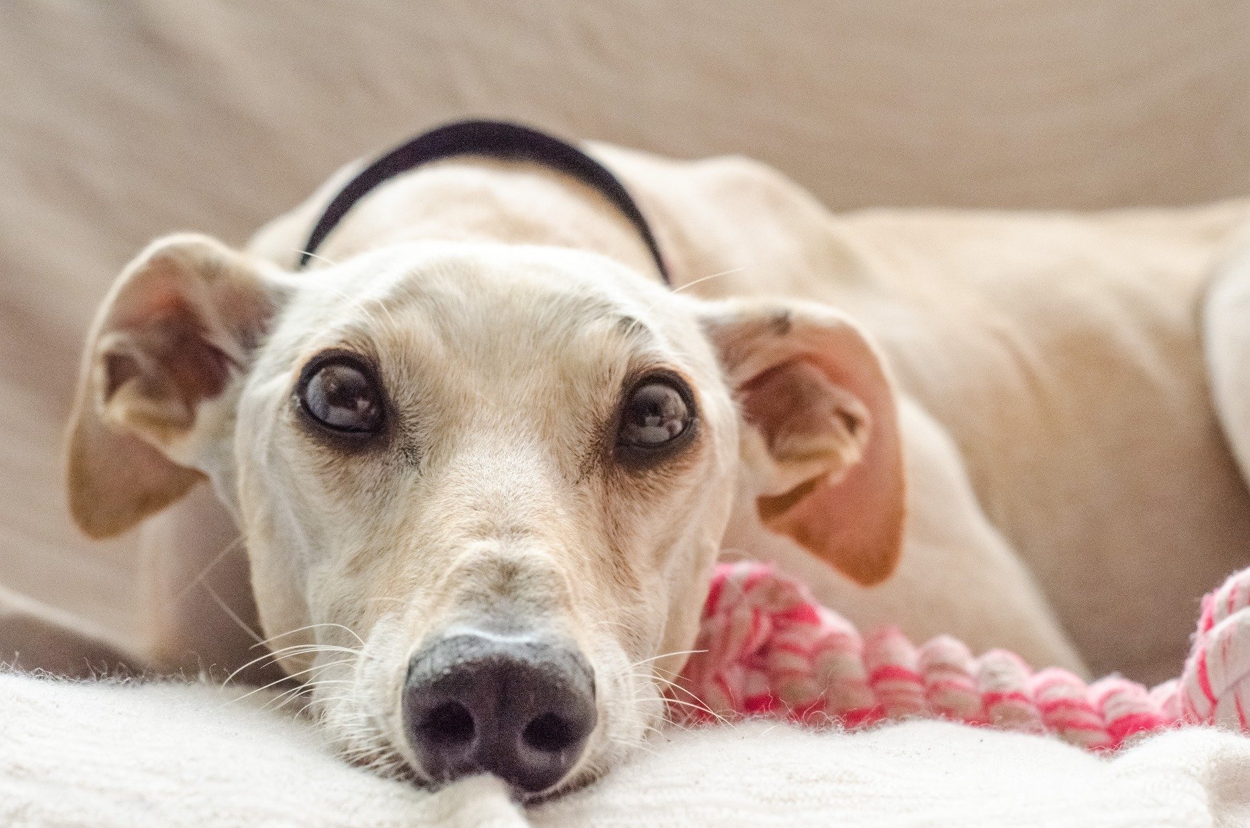 Hund liegt mit Spielzeug im Körbchen