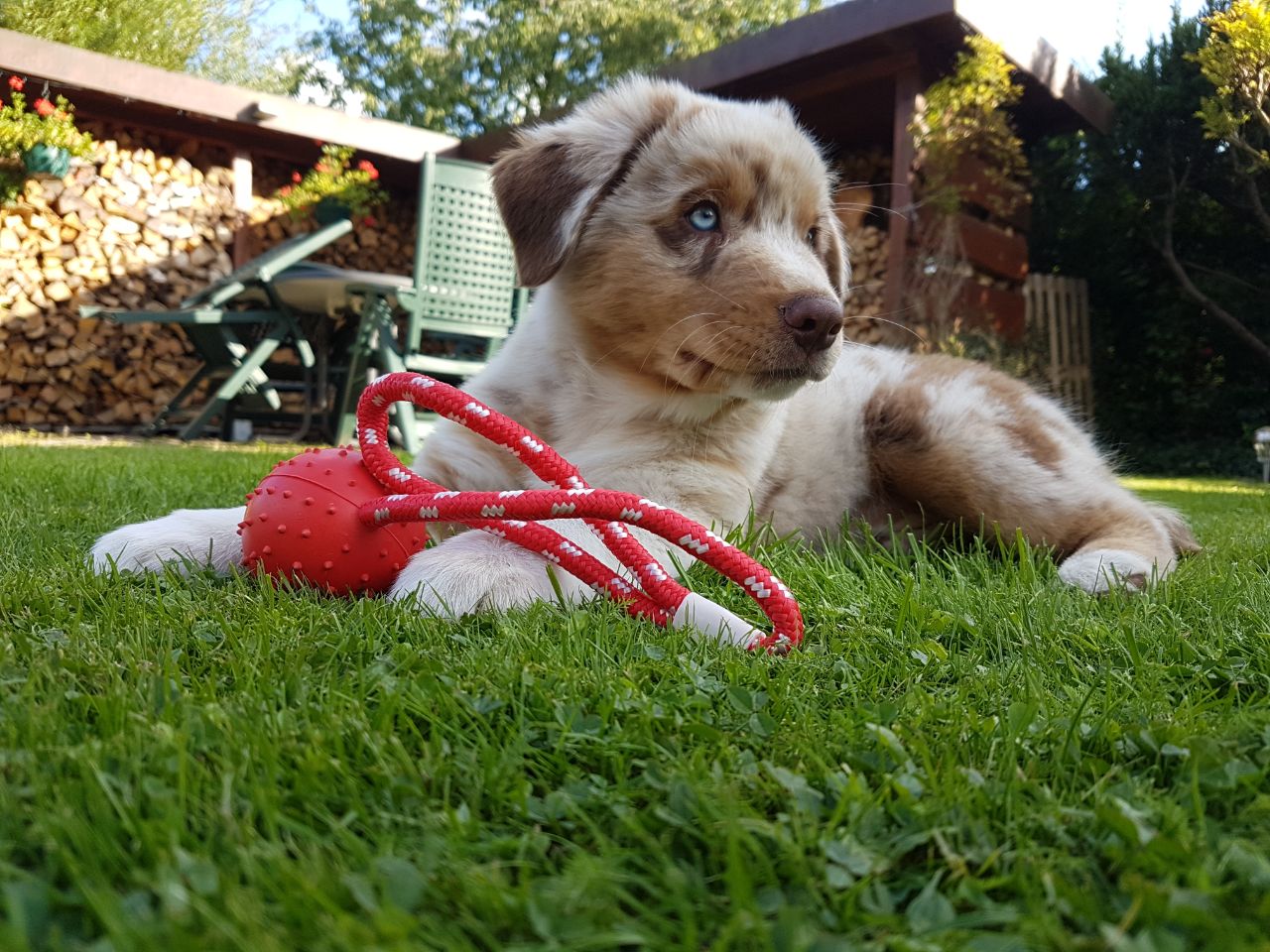 Gesunde Gelenke Und Knochen Beim Hund