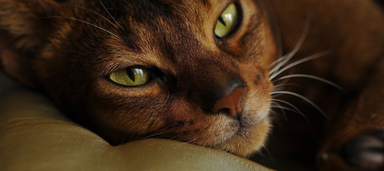 Abessinier Katze – anhänglich und abenteuerlustig