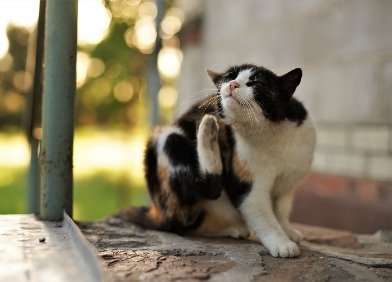 Was Kann Man Gegen Haarausfall Bei Katzen Machen