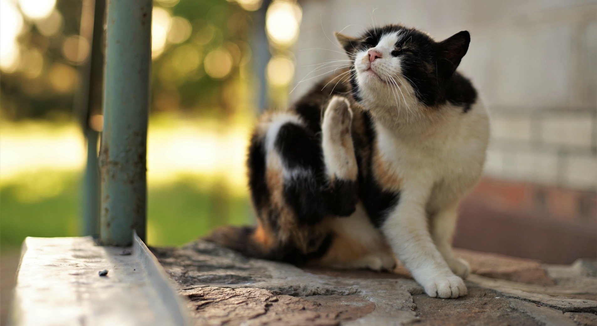 Allergie Bei Katzen Wie Sie Ihrer Samtpfote Helfen