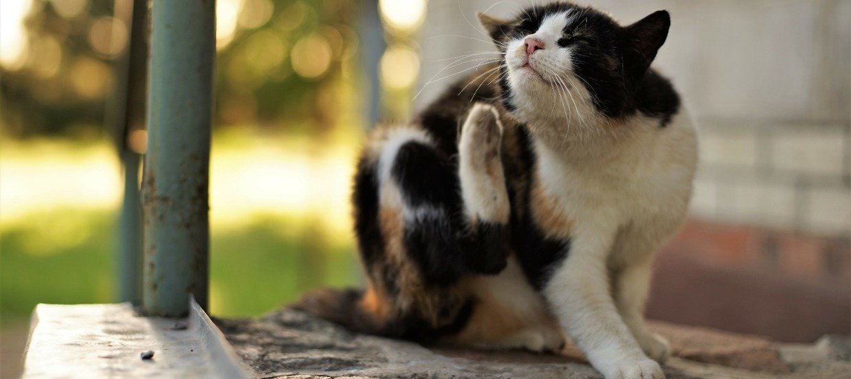Allergie bei Katzen: Wie lassen sie sich erkennen und behandeln?