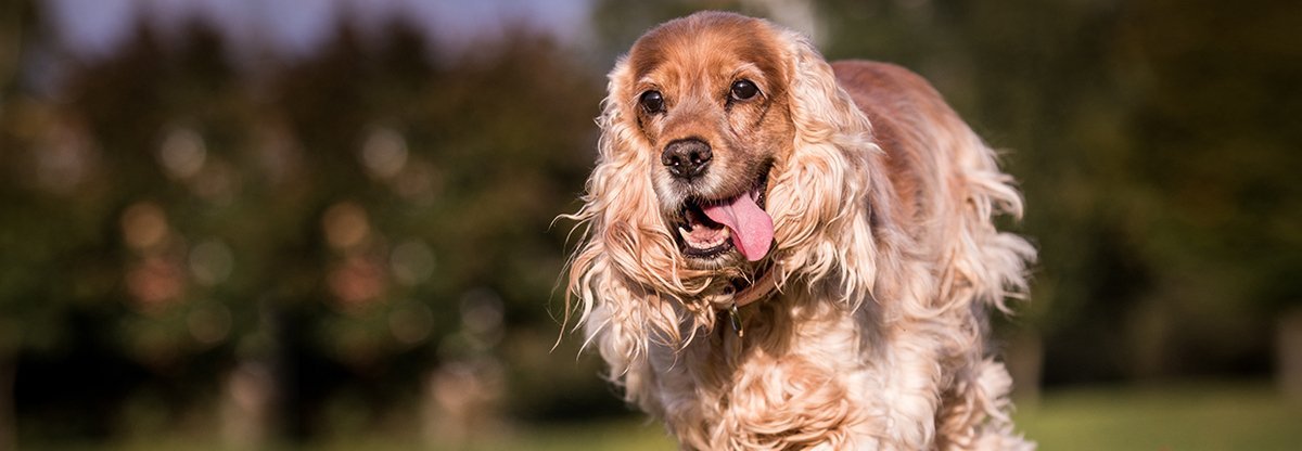 Amerikanischer Cocker Spaniel: Der „Staubsauger mit Glamour-Faktor“ im Portrait