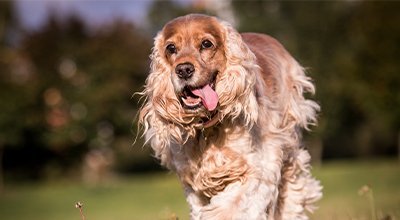 Amerikanischer Cocker Spaniel: Der „Staubsauger mit Glamour-Faktor“ im Portrait