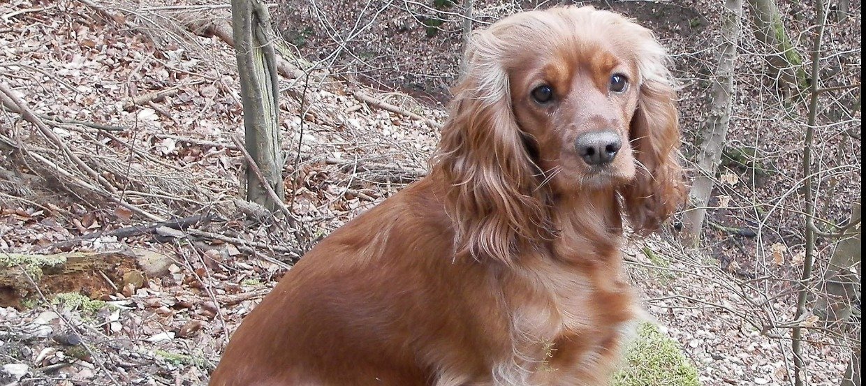 pix Show Cocker Spaniel Images amerikanischer cocker spaniel