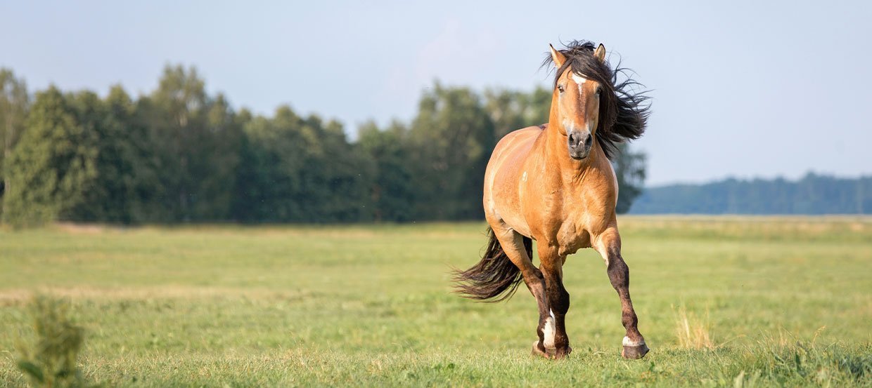 Pferde richtig anweiden – Wichtiges Wissen für die Zeit auf der Wiese