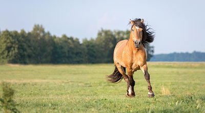 Pferde anweiden – Wichtiges Wissen für die Zeit auf der Wiese