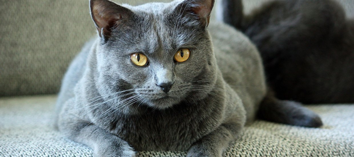 Blaues Fell und sanfter Charakter: die Chartreux