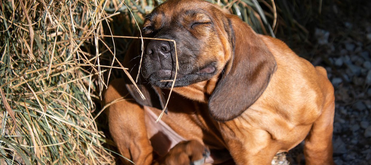 So hilfst Du Deinem Hund bei einer Pollenallergie