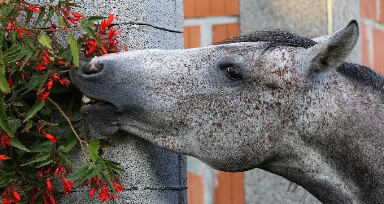 Giftige Pflanzen für Pferde: Diese Giftpflanzen darf Dein Pferd nicht fressen