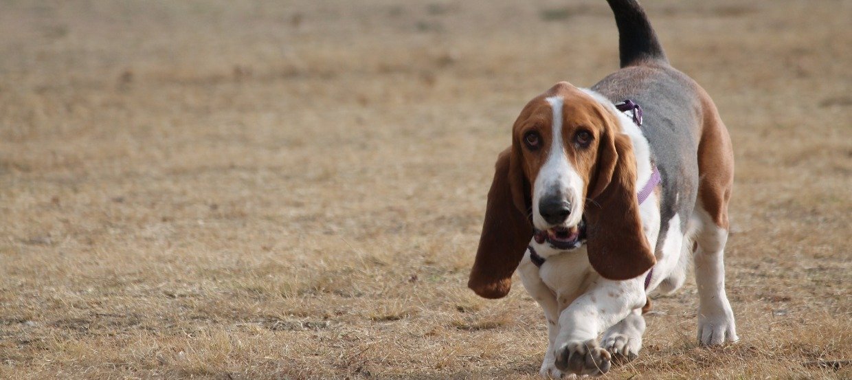 Bandscheibenvorfall beim Hund