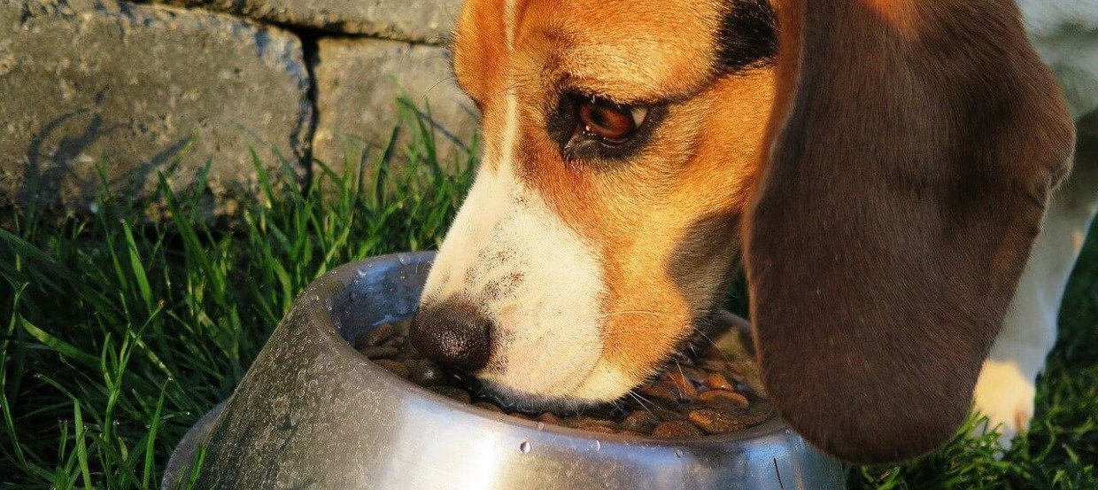 Das perfekte Hundefutter für kleine Hunde: 6 Hinweise, auf die Du achten solltest!