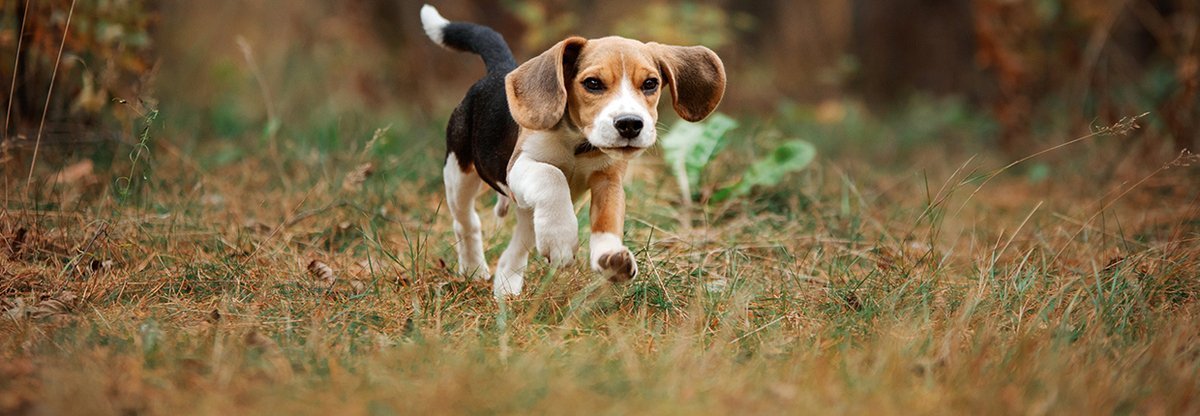 Beagle: Die unerschrockene Rasse im Ratgeber