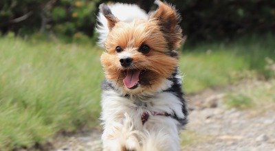 Klein aber Oho: Der Biewer Yorkshire Terrier