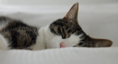 Blasenentzündung bei der Katze