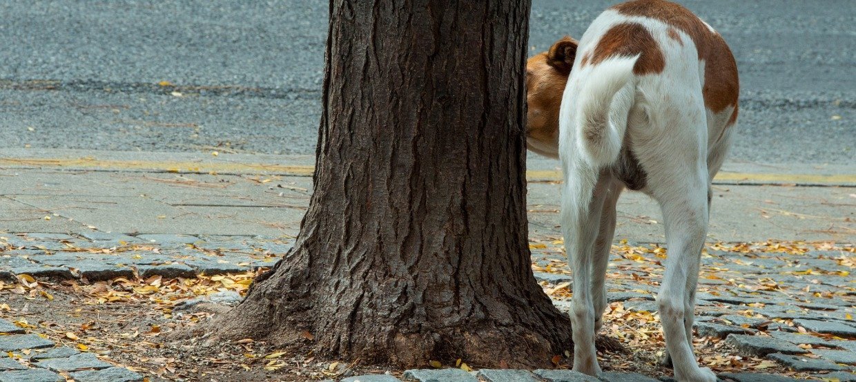 Blasenentzündung beim Hund: erkennen, behandeln, vorbeugen