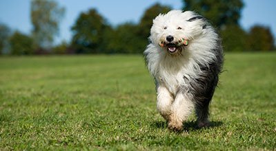 Rasseprofil: Bobtail