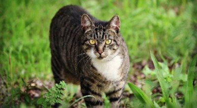 Können Katzen Borreliose bekommen?