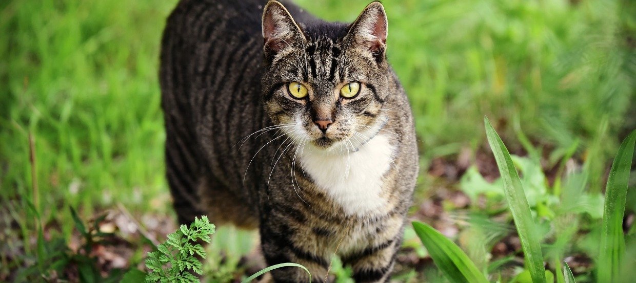 Können Katzen Borreliose bekommen?