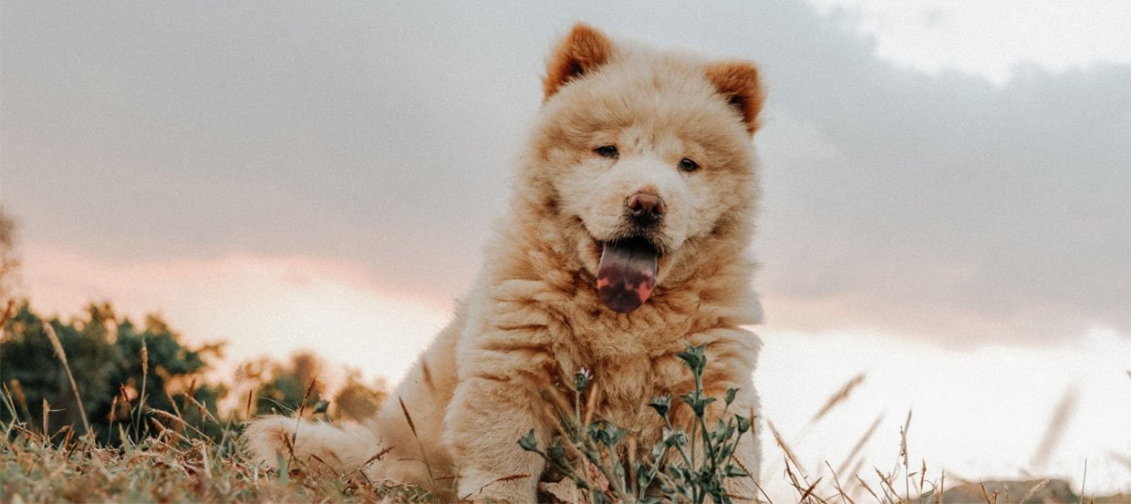 Rasseportrait Chow Chow: Haltung, Pflege &amp; Erziehung