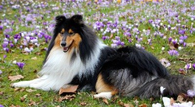 Langhaar Collie: Eleganter Sportsfreund mit Familiensinn