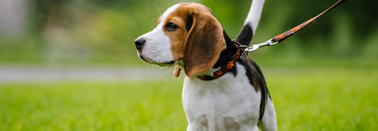 Hundekot deuten: Der große Häufchen-Ratgeber mit Bristol Stool Chart
