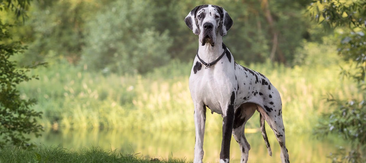 Sanftmütiger Riese – Dänische Dogge im Rasseporträt