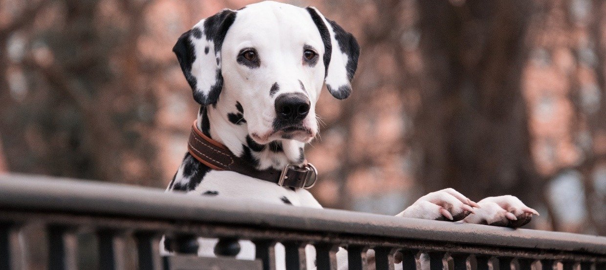 Rasseportrait Dalmatiner – Wichtige Punkte zum Punktehund