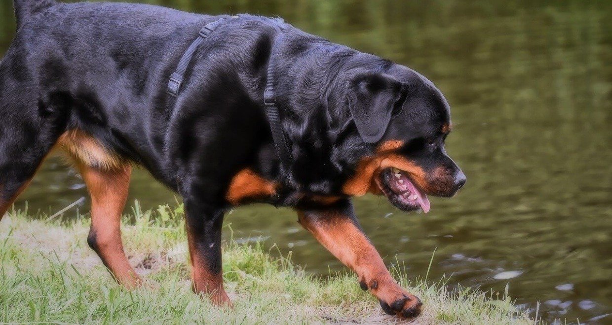 Diätfutter für Hunde: Wann ist es nötig?