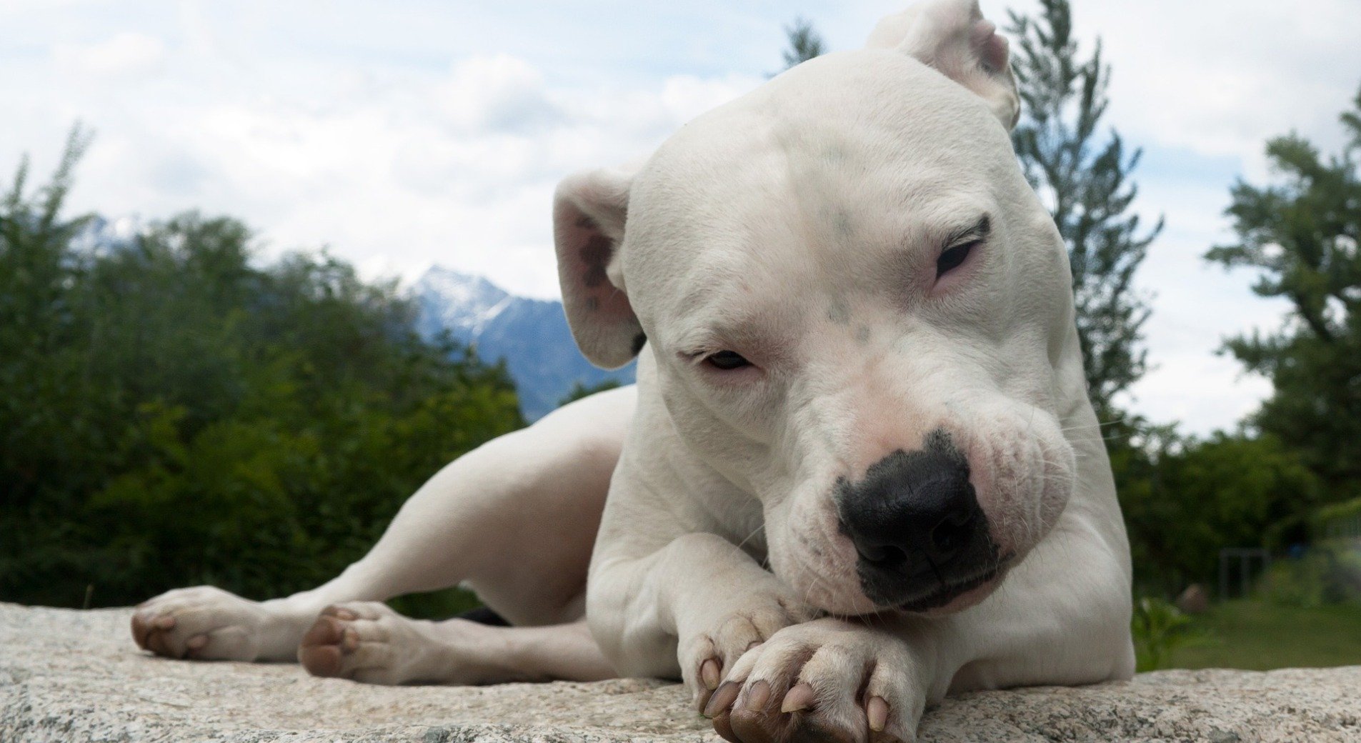 Dogo Argentino Aussehen Wesen Haltung Mehr