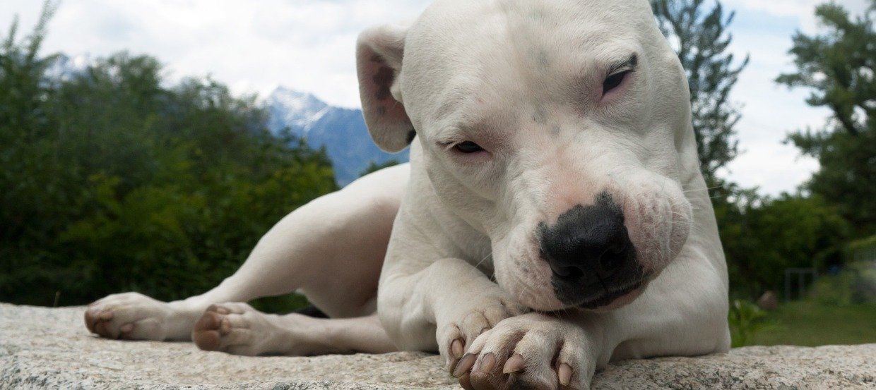 Der Dogo Argentino – exotischer Gebrauchshund mit treuem Wesen