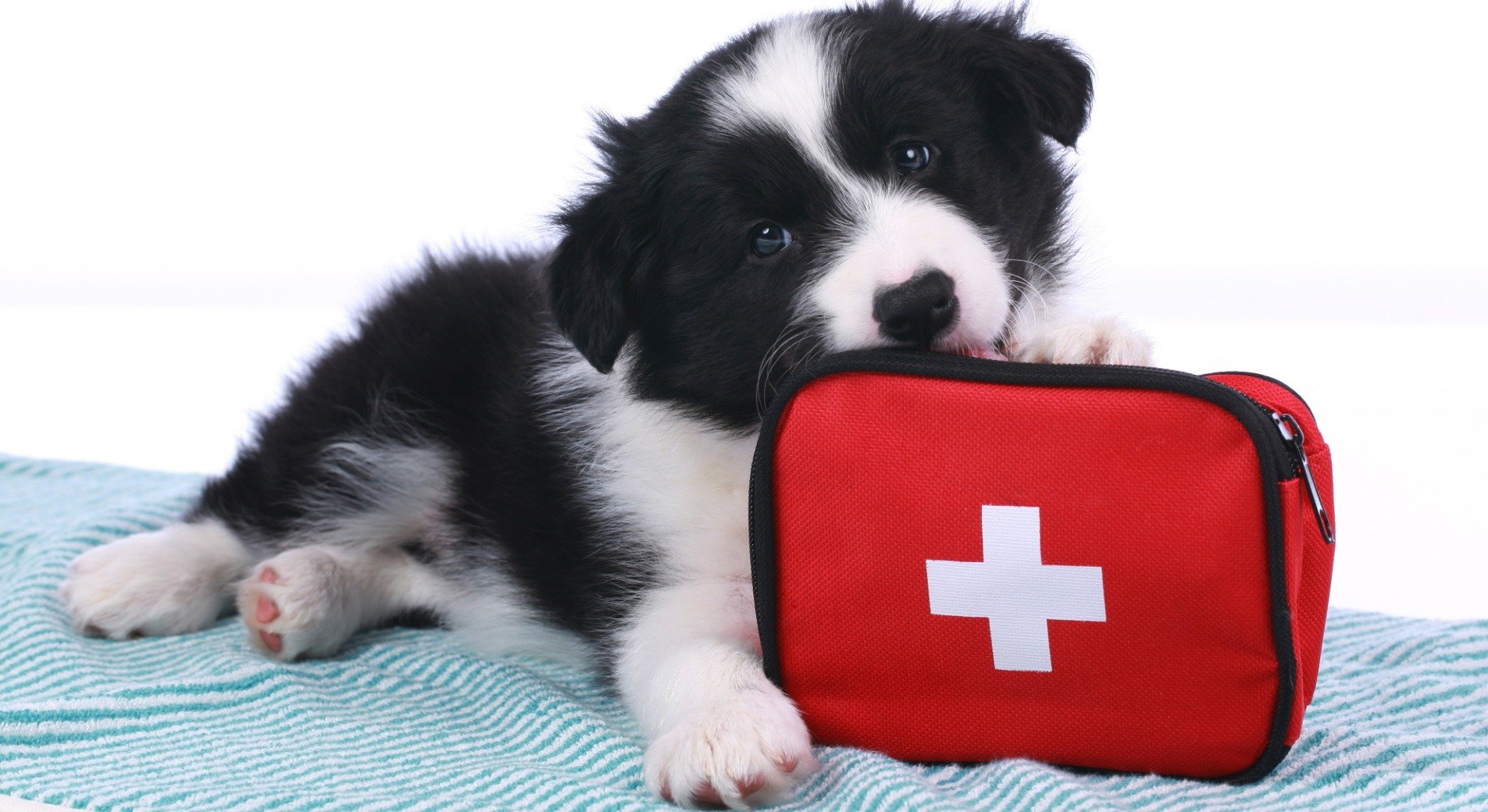 Erste Hilfe beim Hund: Richtig handeln in Notsituationen