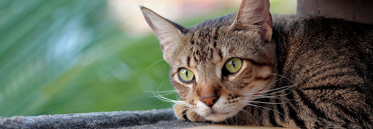 Arthrose bei Katzen erkennen &amp; behandeln