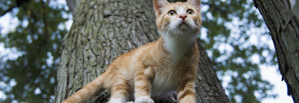 Bandscheibenvorfall – wenn die Katze plötzlich „Rücken“ hat