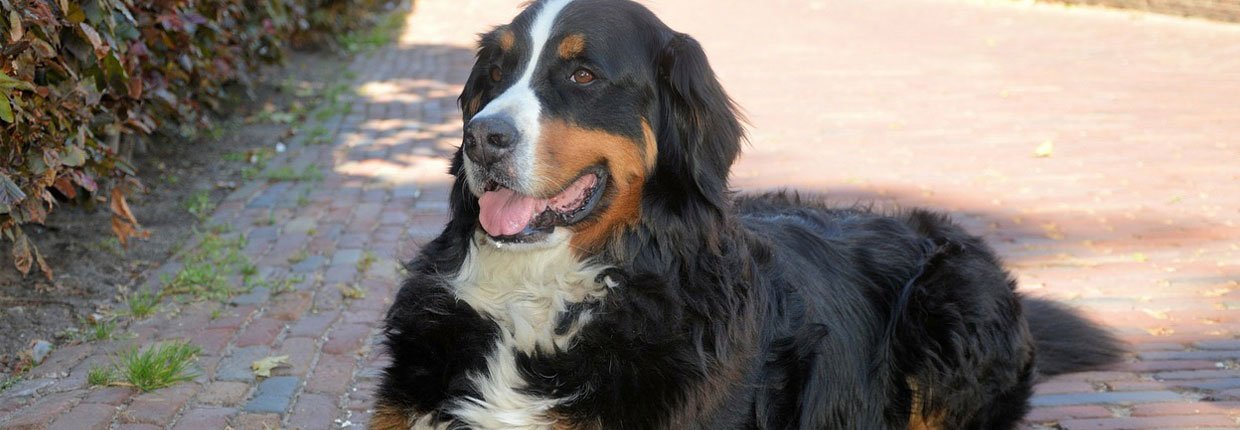 Der Berner Sennenhund: Freundlicher und gutmütiger Familienhund