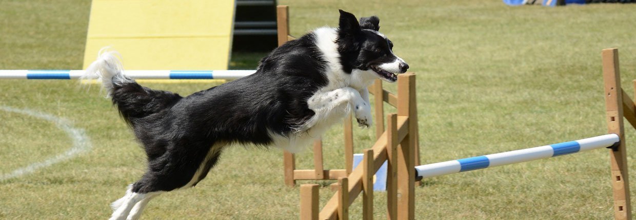 Agility – Teamsport für Hund und Mensch