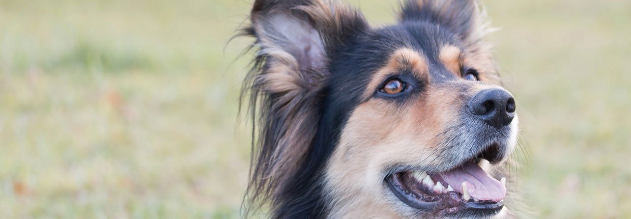 Obedience: So werden Du und Dein Hund ein starkes Team